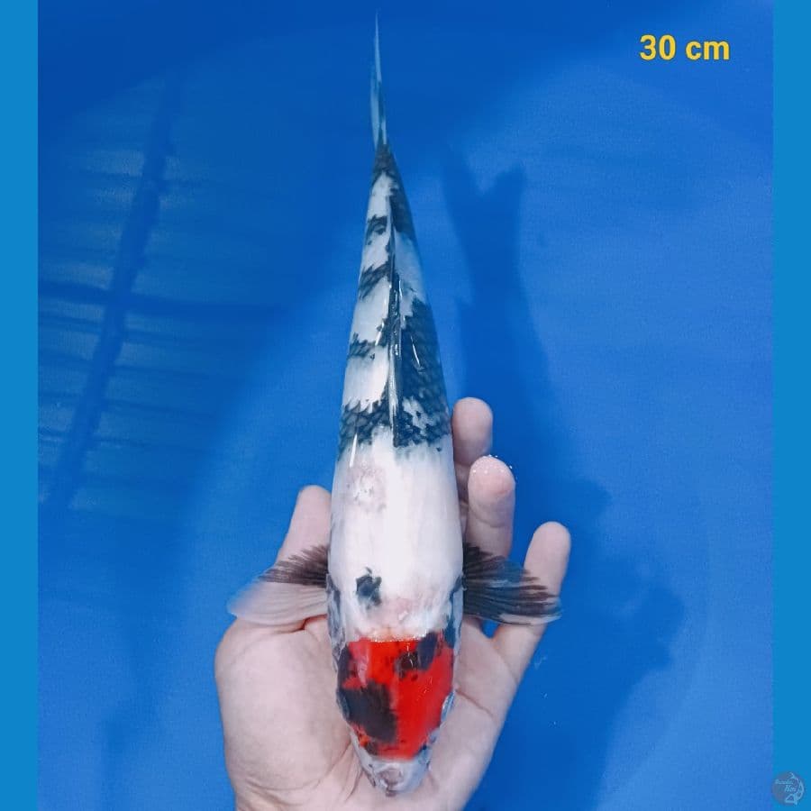 Tancho showa 30 cm