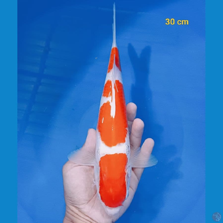 HQ kohaku 30 cm