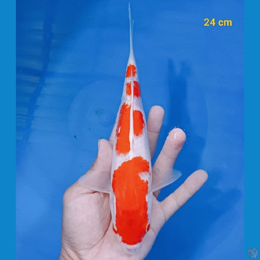 SQ kohaku 24 cm