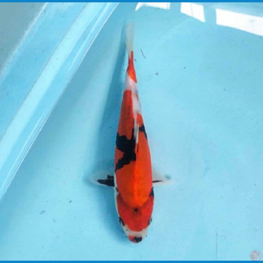 Showa 24 cm