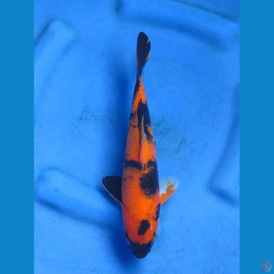utsuri 28cm 