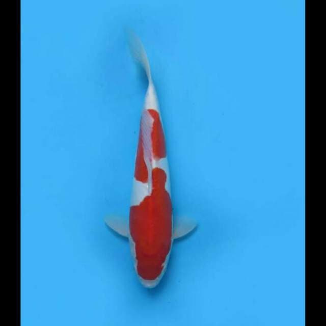 31cm Female - Kohaku Doitsu Inazuma Ori 