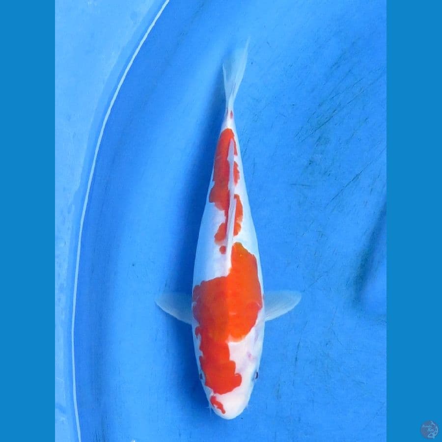 kohaku doitsu murni 27cm