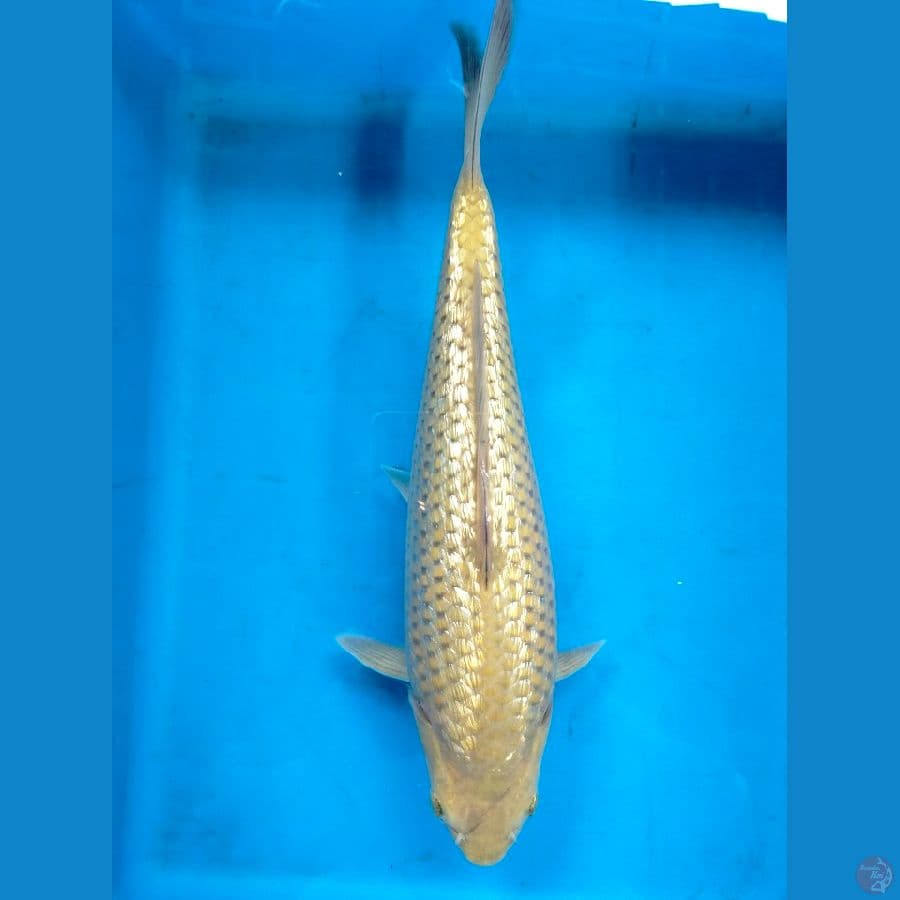 Karashi Ginrin 35BU