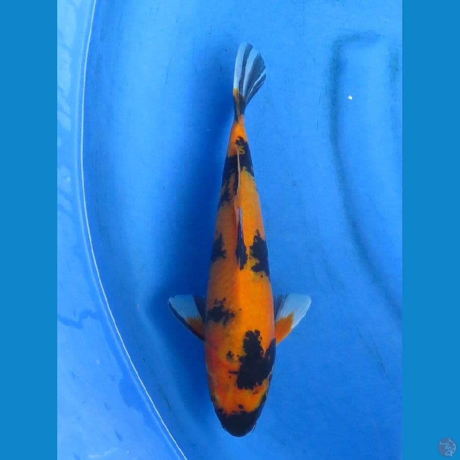 utsuri 28cm