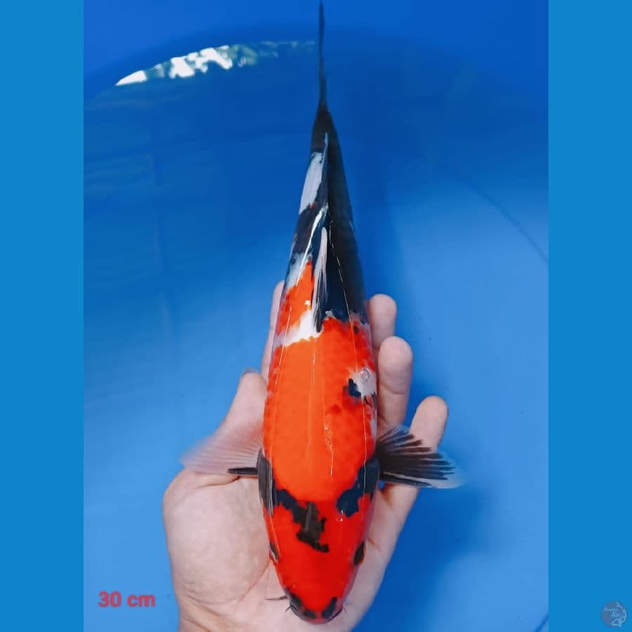 showa 30 cm