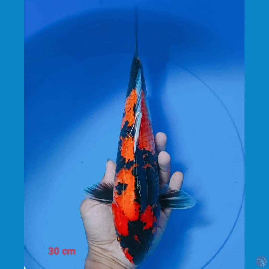 showa 30 cm