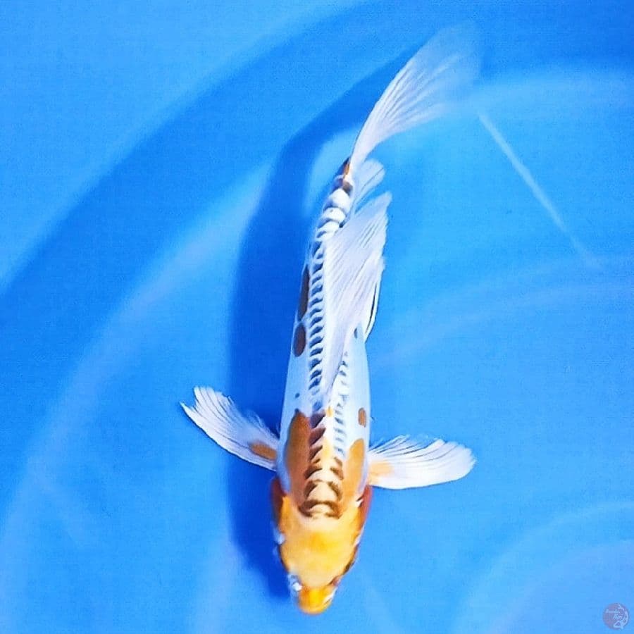 AntiX Kumpay 28 Female