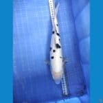 Beko Doitshu Jantan 35cm