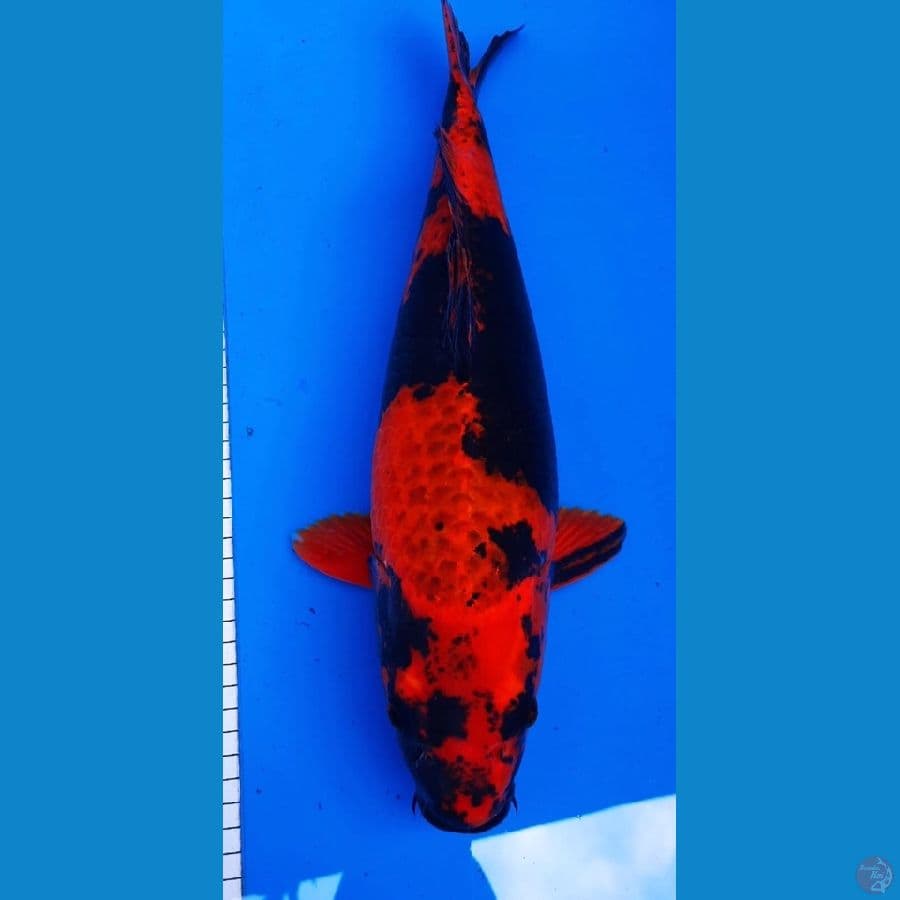 KAGE UTSHURI MALE 44cm