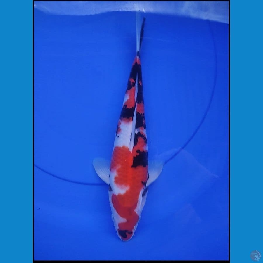 SHOWA HQ 32 cm