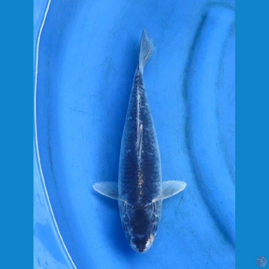antikan size 29cm 