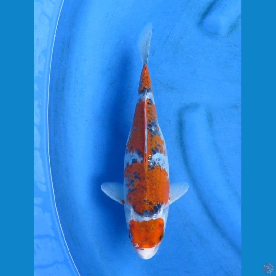 gosiki mauruten 31cm