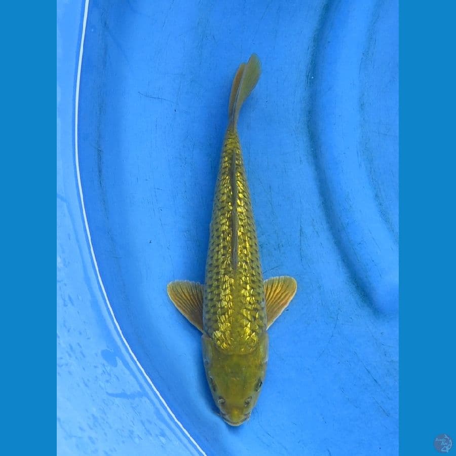 midori full gingrin 24cm 