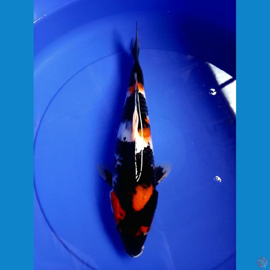 *SHOWA// 33 CM*