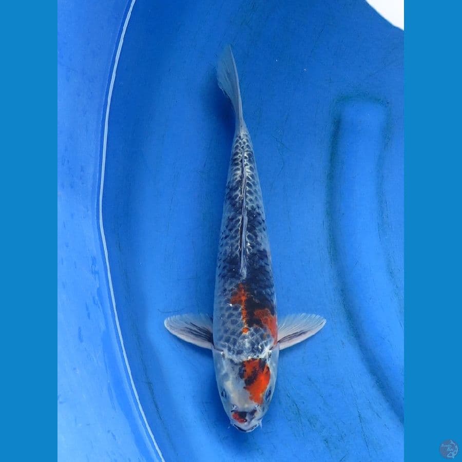 kg showa 32cm