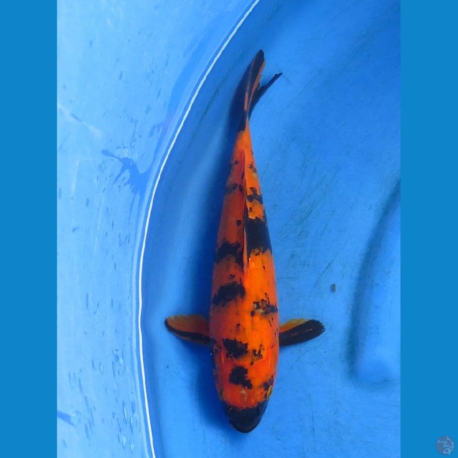 utsuri 30cm 
