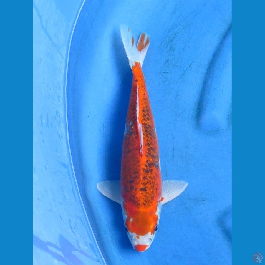 Gosiki ucibeni 32cm 