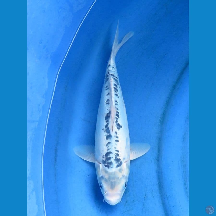 kikko 33cm 