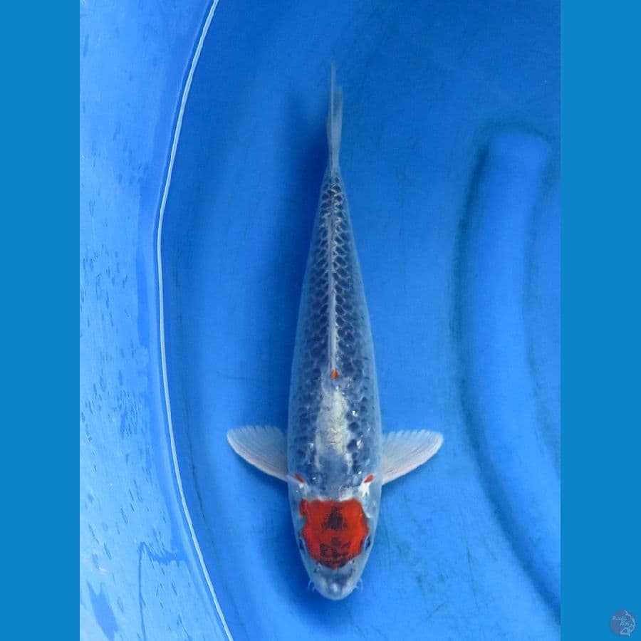 tc gosiki 33cm 