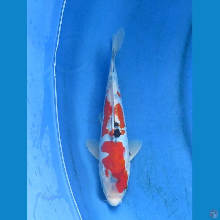 kindai showa doitsu 26cm
