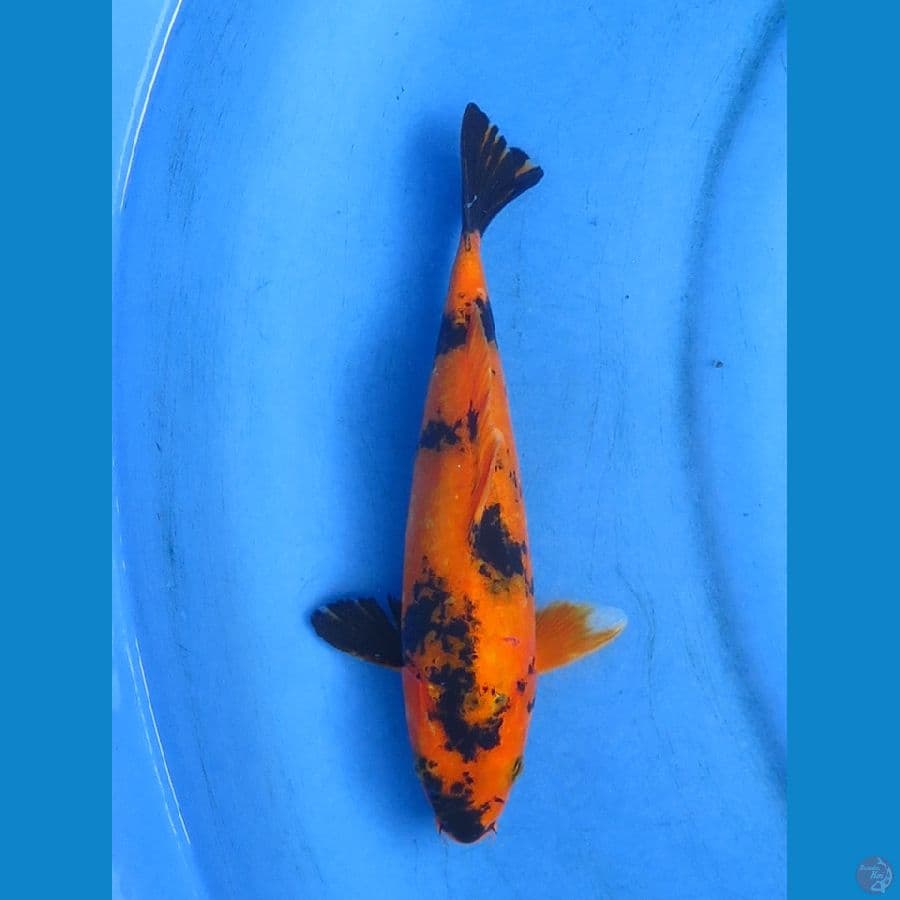 utsuri 25cm