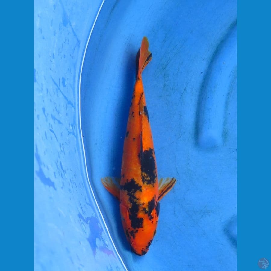utsuri 32cm 