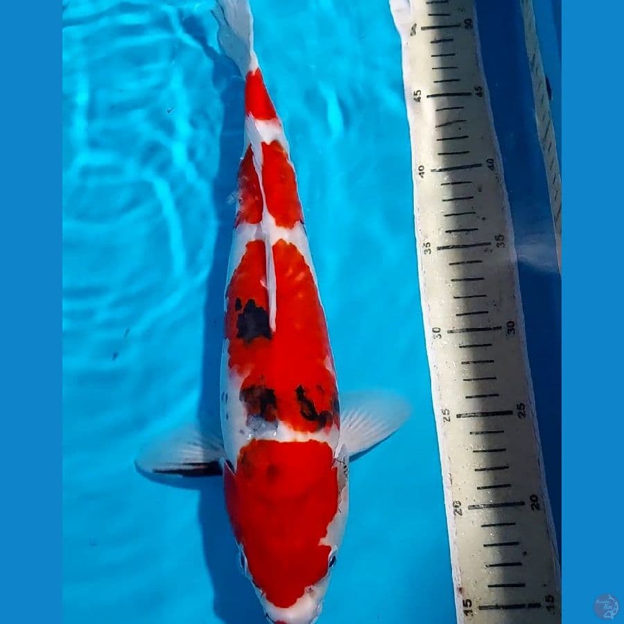 SANKE 39 CM 