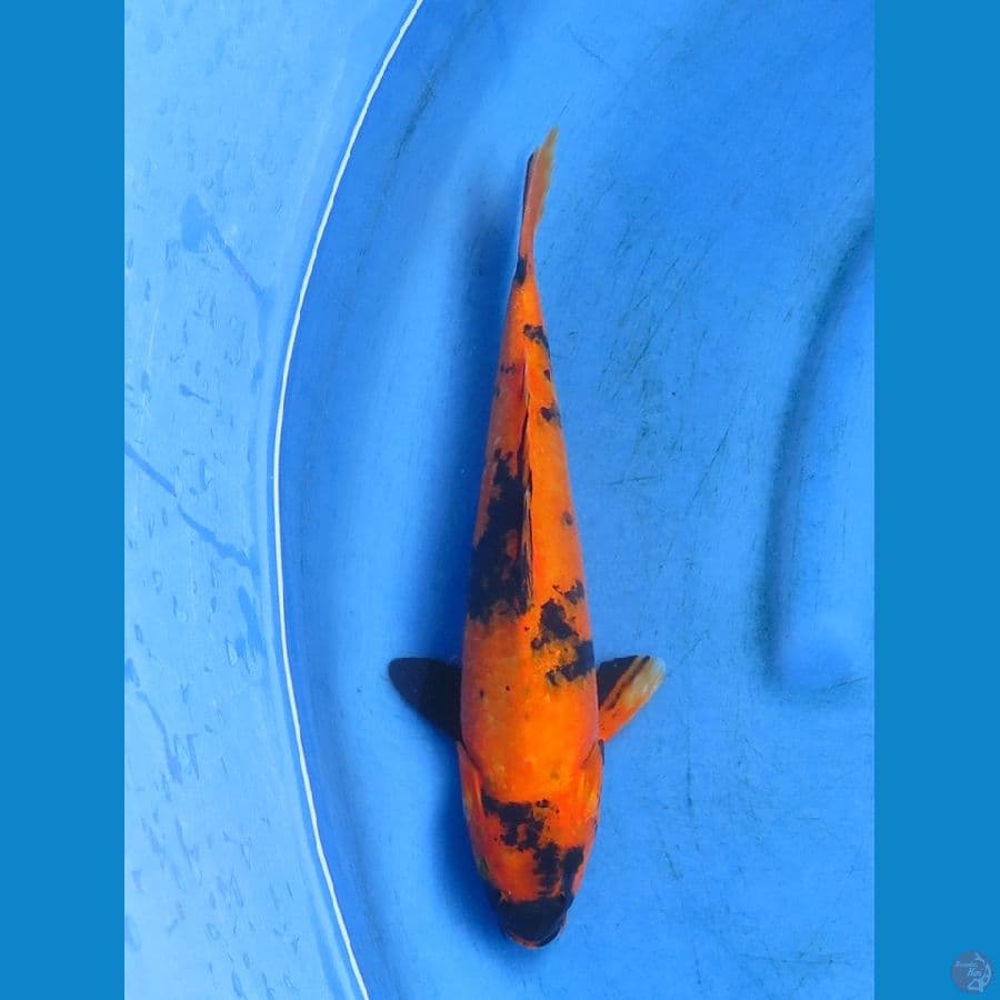 utsuri 30cm 