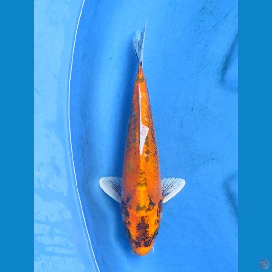 kikko 30cm 