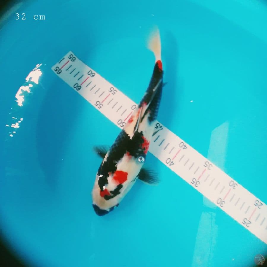 Showa 32 cm