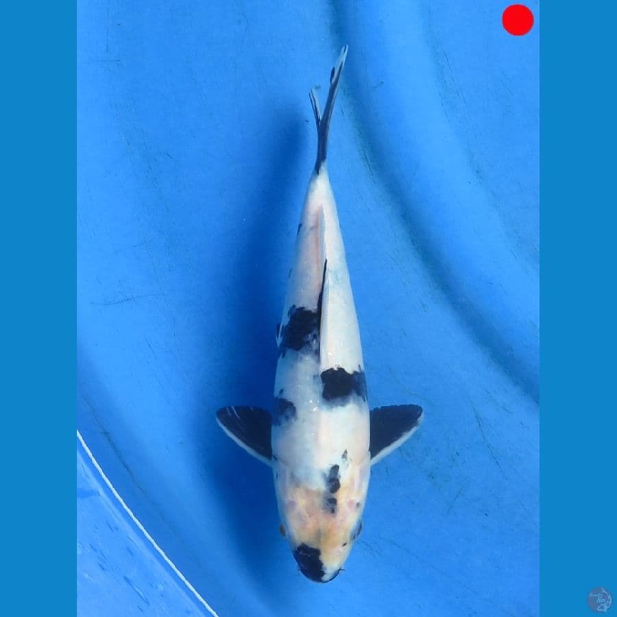 Shiro - 24cm