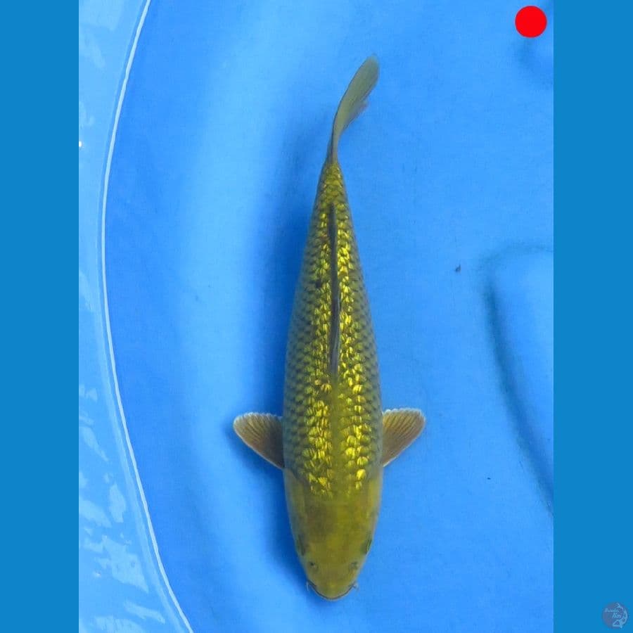 Midori - 28cm