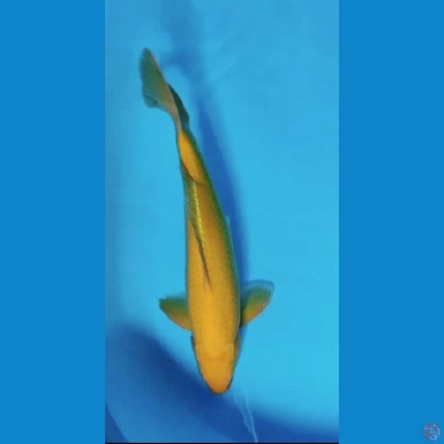 karasi jantan 42cm anti bocor