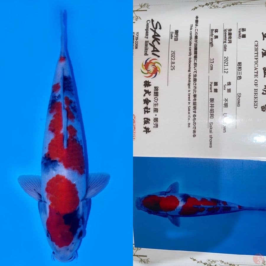 SHOWA HQ SAKAI 35CM MALE