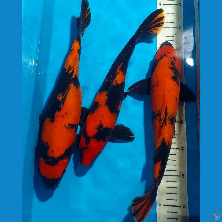HI UTSURI 34-36 CM