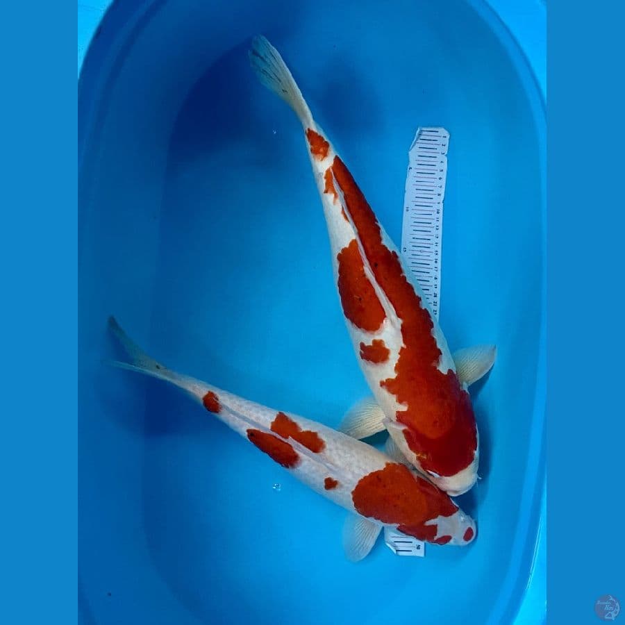 JUMBOAN KOHAKU 50-55CM