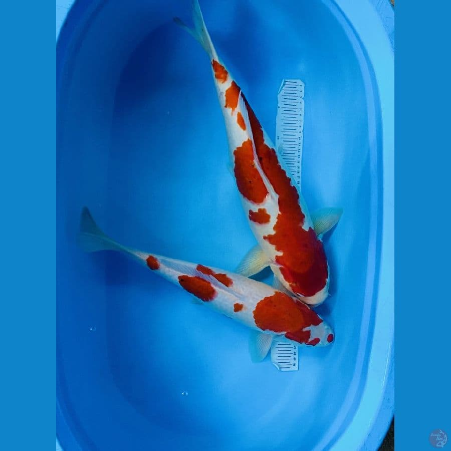 JUMBOAN KOHAKU 50-55CM