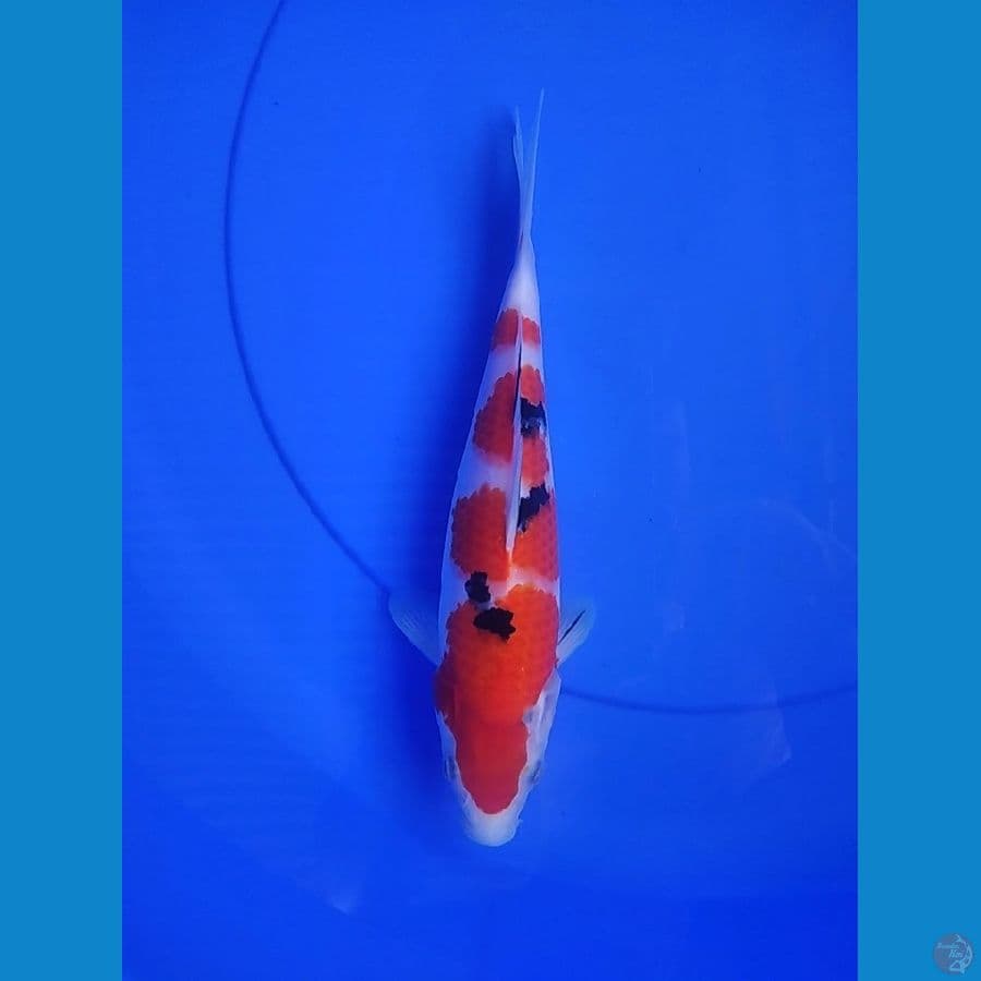 SANKE 27 CM HQ