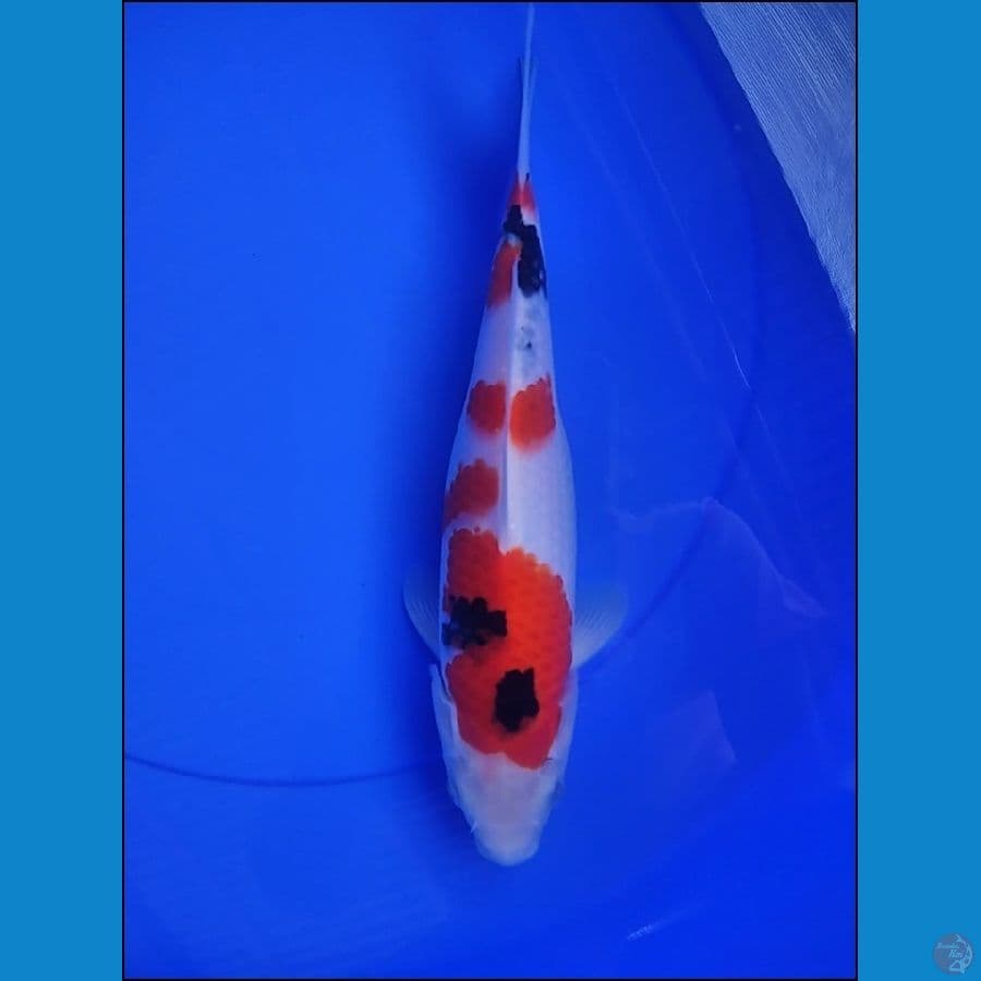 SANKE 28 CM