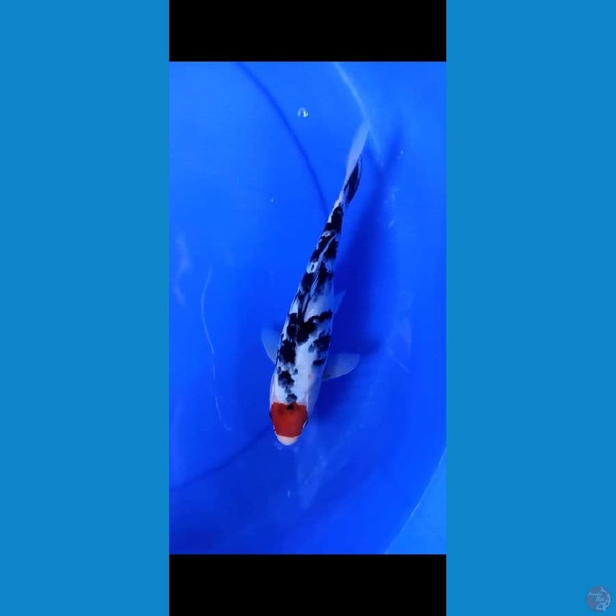 Tanco sanke 26cm