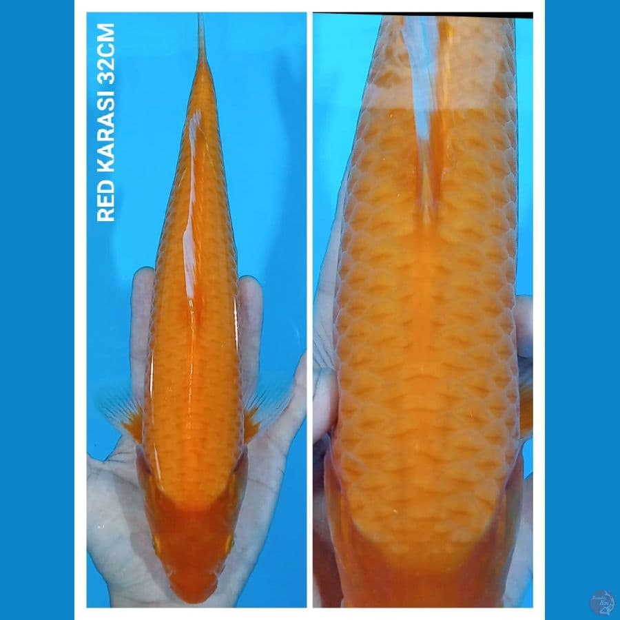 Red KARASI 32CM 