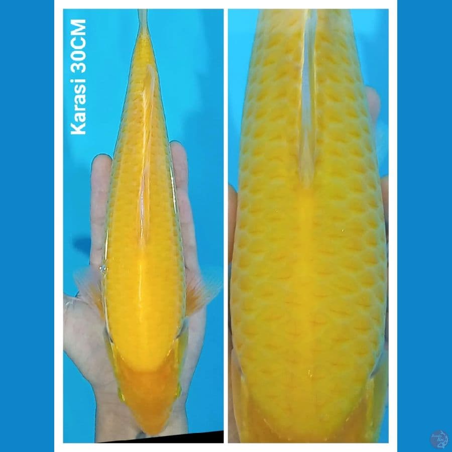 KARASI ???? 30CM