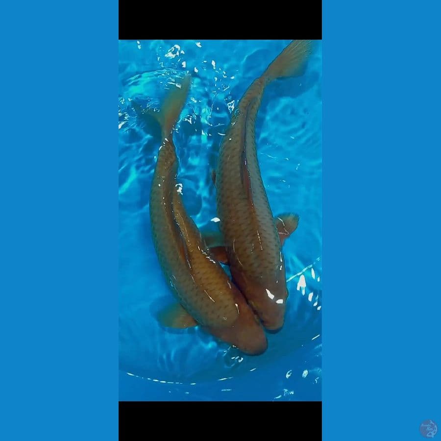 Caramel 35CM All jantan 2ekor