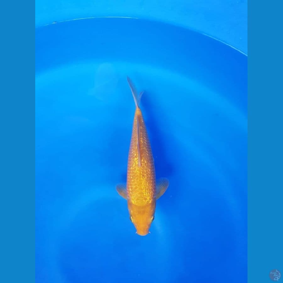 Karamel cronw 25cm fuull ginrin 