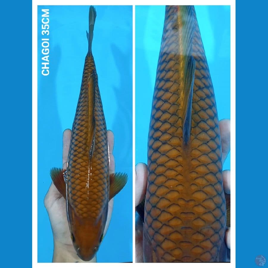 Chagoi 35CM