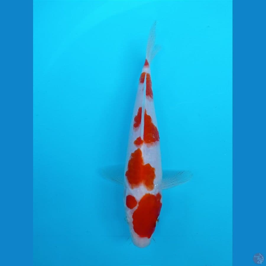kohaku 21cm