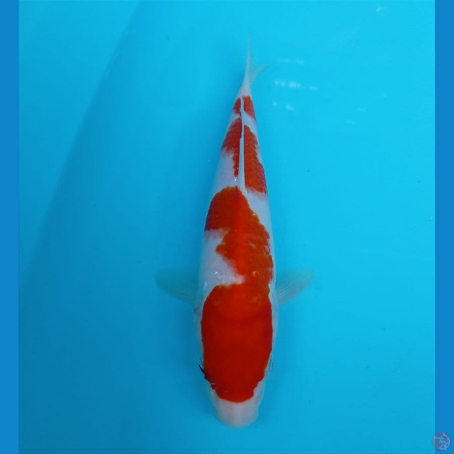 kohaku 24 cm