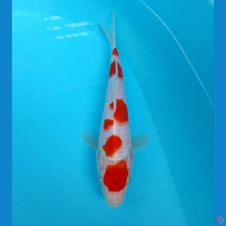 kohaku 22 cm