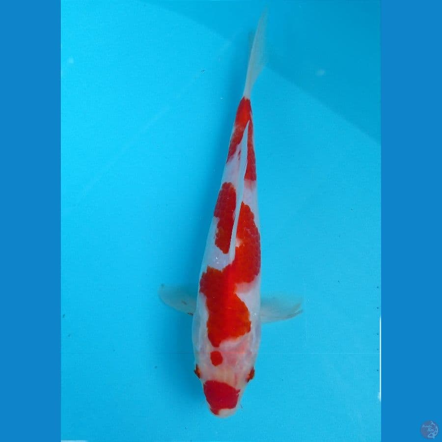 kohaku 21 cm